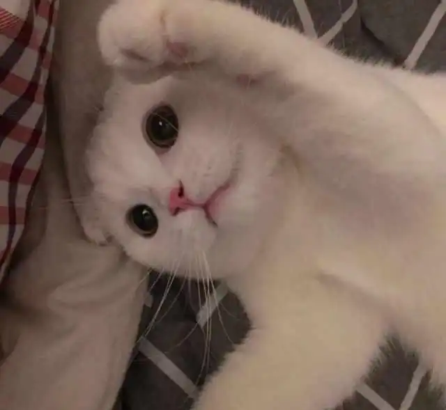  猫咪最初教育很重要,想要教出乖巧猫咪,优先教它上厕所和磨爪子