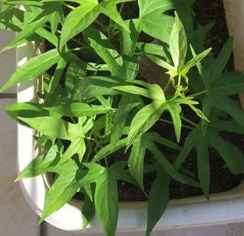  3种很普通常见的蔬菜,种阳台也挺美的,颜色好看又能吃