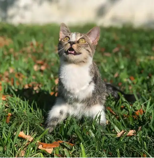  这只治愈系的恐龙猫,能让你告别精神内耗