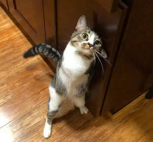  这只治愈系的恐龙猫,能让你告别精神内耗
