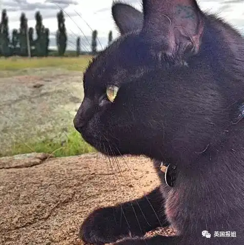  看了这个小哥哥,我只想问你还缺猫吗