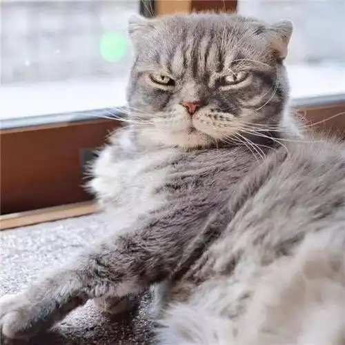 猫系女友头像头像图片物