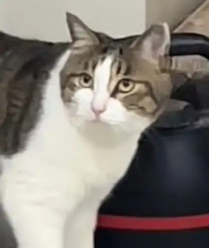  小伙儿上门帮女友喂猫,半天找不到猫的他却在门后看到倒立生物,猫泥嚎,我是马桶刷猫咪花猫网易订阅