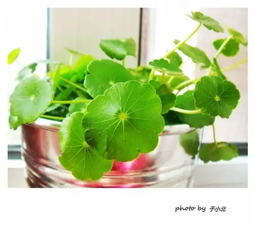 给家增添绿色生机多图 给家增添绿色生机多图