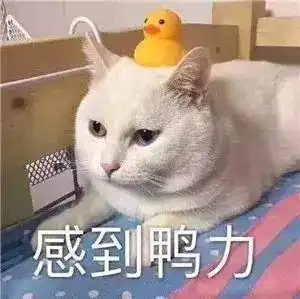猫系女友的头像可爱分手