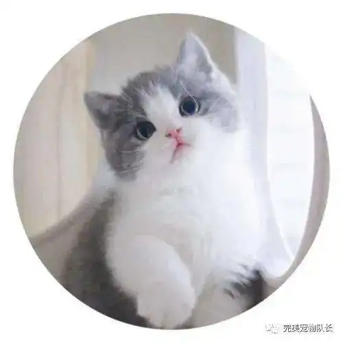  别藏了你肯定有猫养猫人的7大特征,你暴露了吗