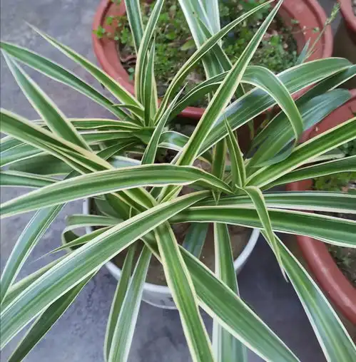  家里吊兰开花了,到底留下来好还是剪掉好