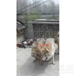  展示仿真狼模型-黄页88网