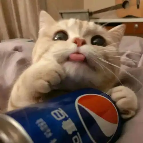 猫系女友的头像可爱金鱼