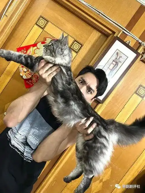  爱回家男星无惧鼻敏感养两只猫,女友也是爱猫之人