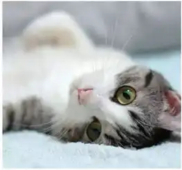 猫系女友头像头像图片猫