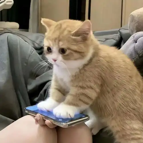 头像可爱萌宠来袭 头像可爱萌宠来袭