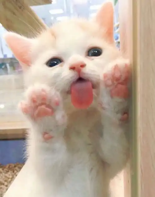  你的猫认为你只是一只又大又蠢的猫小心对待你的猫