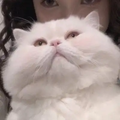 猫咪情侣头像 猫咪情侣头像