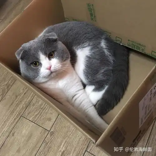  如何说服讨厌猫的老婆,同意养猫