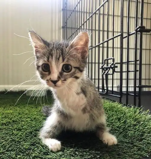  这只治愈系的恐龙猫,能让你告别精神内耗
