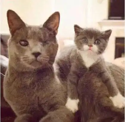  猫妈妈让两只猫宝宝出现在网友家门口,等她一开门后...