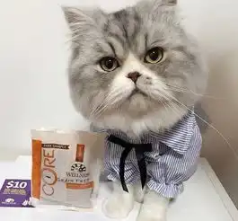  我要养猫了宁可吃土也要给猫主子买最好的粮