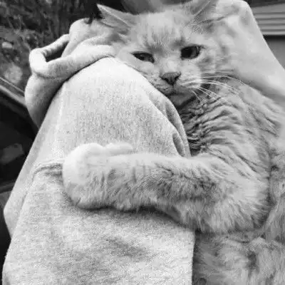 猫系女友头像头像图片暖