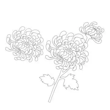  菊花手绘黑白线稿