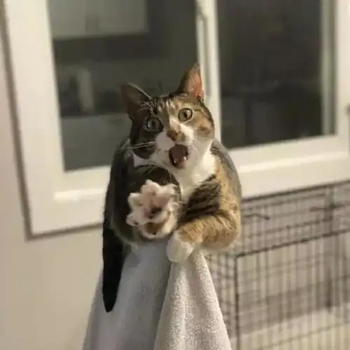 看完不再emo的大聪明头像 看完不再emo的大聪明头像