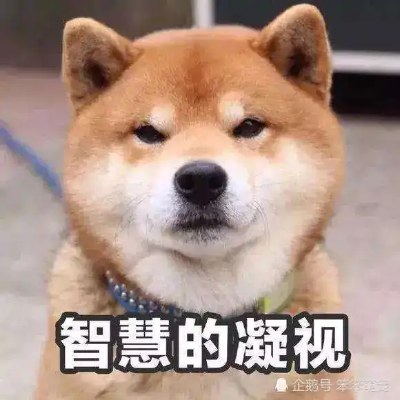  男子爱猫不爱狗,为了不见女朋友养的狗,他做出的举动令人心碎
