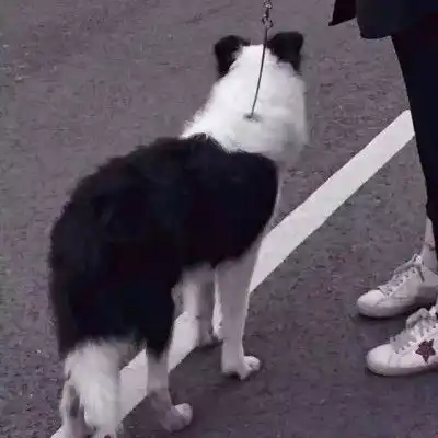  情侣头像男友是狗系列