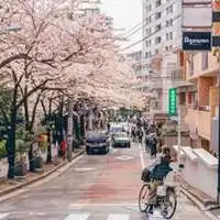  樱花清新动漫头像微信头像图片大全