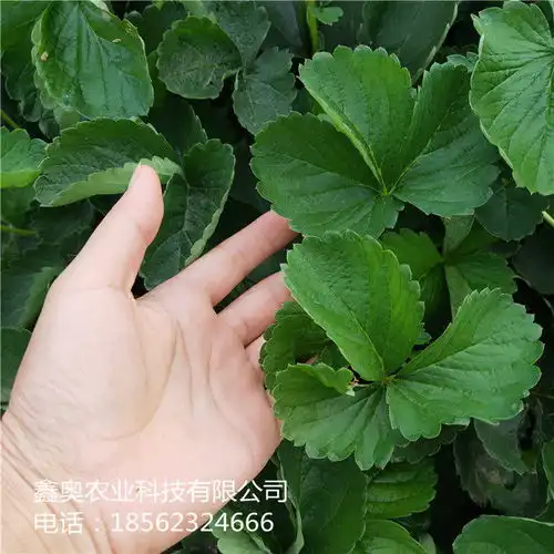 公司报价冬香草莓苗详细介绍六安草莓种苗公司供应