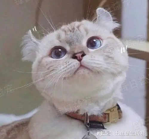  卷耳猫的耳朵,折耳猫脸蛋,这种猫咪不简单请叫我米老猫