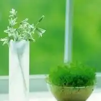  好看的绿色系自然风景图片头像微信头像图片大全