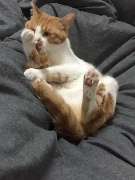  和女友分手后,一起养的猫咪留在了我这里......