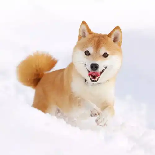  乖萌小豆柴的冬日写真,玩雪真得敲开心哒