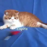  胖橘猫头像蓝色系微信头像图片大全