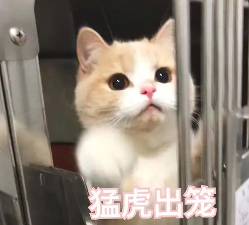  有趣表情包可爱的小猫咪第一弹