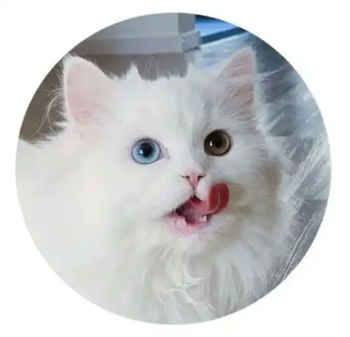  罐头测评104格吾安猫罐