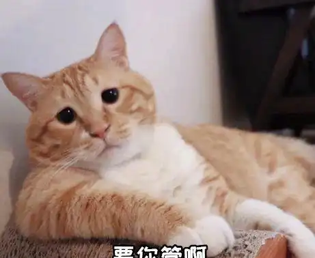 主子又双叒叕生气了还是哄不好的那种 主子又双叒叕生气了还是哄不好的那种