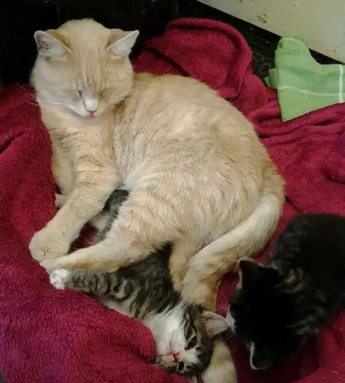 治愈系猫咪图片头像图片