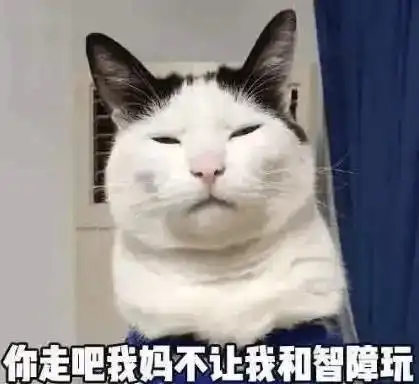  养猫后,谁还不是个精致的猪猪女孩