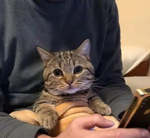 猫系女友的头像可爱哮喘