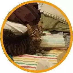  网友家厨房用品总是丢,女朋友称猫偷的,但男友却不信...