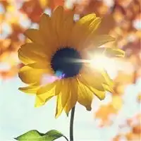  不带人物的qq头像