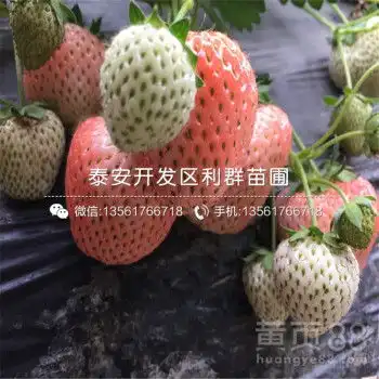 妙香七号草莓苗哪里有卖2019年妙香七号草莓苗多少钱一棵-黄页88网 妙香七号草莓苗哪里有卖2019年妙香七号草莓苗多少钱一棵-黄页88网