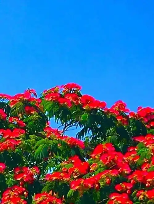 每一张都很美 每一张都很美