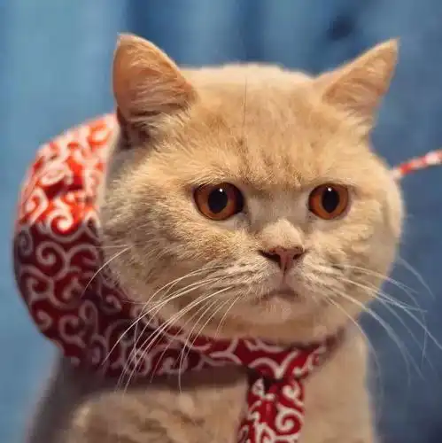  小确丧猫火了猫生绝望的日常会是你下一个头像吗