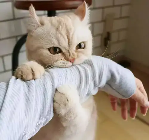  猫咪有这些行为,证明你养猫真的很失败