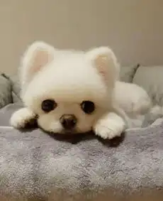 可爱头像呆萌动物猫