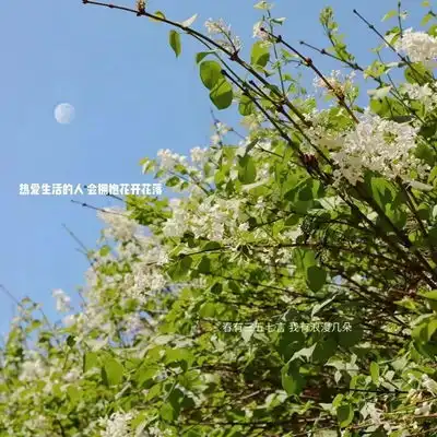  2023最新绿色养眼小清新风景头像