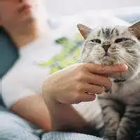  2020年男生抱在怀里猫咪头像