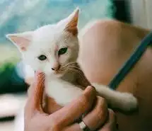 治愈系猫咪图片头像